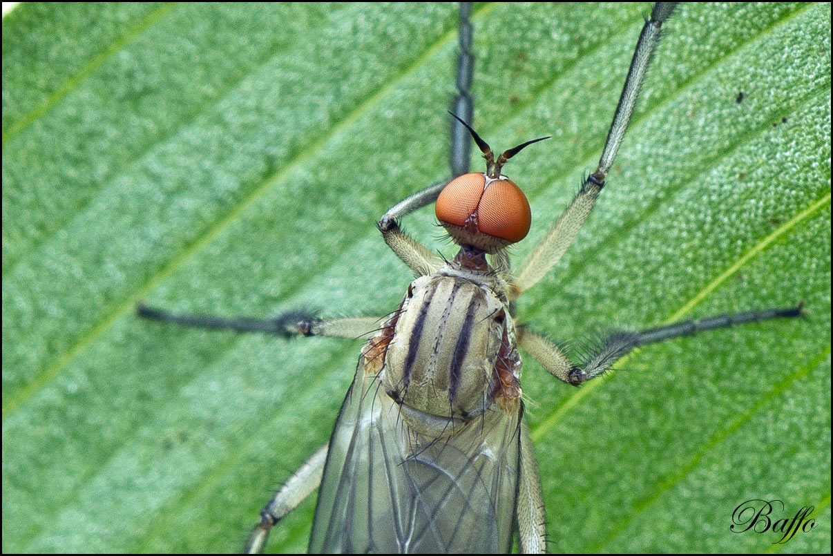 Empididae genere Empis, (forse E. livida)??